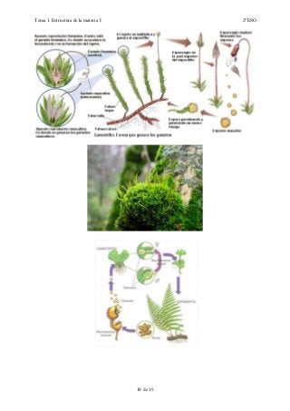 Tema 1. Estructura de la materia I 2º ESO
18 de 19
 
