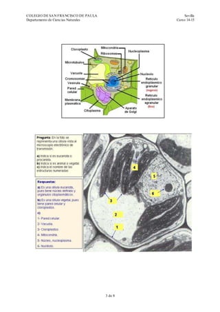 COLEGIO DE SAN FRANCISCO DE PAULA Sevilla
Departamento de Ciencias Naturales Curso 14-15
3 de 19
 