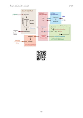 Tema 1. Estructura de la materia I 2º ESO
8 de 19
3. FUNCIÓN DE RELACIÓN
La función de relación permite a los seres vivos interaccionar con el medio en el que
viven y responder a los cambios que se dan en él. La función de relación se da a nivel celular
y orgánico.
En los organismos unicelulares, ambos niveles coinciden. Los microorganismos son
capaces de detectar cambios de temperatura, salinidad, luminosidad, etc., y responder
adecuadamente fundamentalmente de dos formas: moviéndose para buscar una mejor
situación, o formando una espora, que protege el material genético hasta que las condiciones
del medio sean favorables de nuevo para el organismo.
En los organismos pluricelulares, la función de relación se da a ambos niveles. A
nivel celular, las células reconocen a las otras del propio organismo y a las que no los son,
pudiendo entonces reaccionar frente a ellas; además, también reaccionan a estímulos
químicos como las hormonas, que las inducen a hacer determinadas cosas. A nivel orgánico,
 
