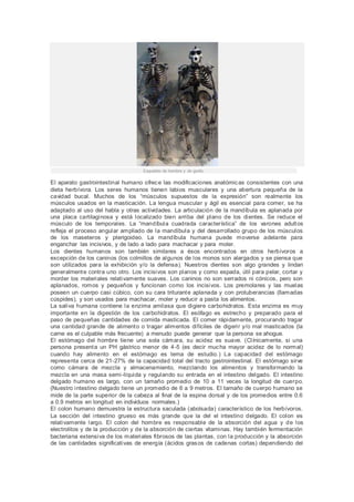 Esqueleto de hombre y de gorila.
El aparato gastrointestinal humano ofrece las modificaciones anatómicas consistentes con una
dieta herbívora. Los seres humanos tienen labios musculares y una abertura pequeña de la
cavidad bucal. Muchos de los “músculos supuestos de la expresión” son realmente los
músculos usados en la masticación. La lengua muscular y ágil es esencial para comer, se ha
adaptado al uso del habla y otras actividades. La articulación de la mandíbula es aplanada por
una placa cartilaginosa y está localizado bien arriba del plano de los dientes. Se reduce el
músculo de los temporales. La “mandíbula cuadrada característica” de los varones adultos
refleja el proceso angular ampliado de la mandíbula y del desarrollado grupo de los músculos
de los maseteros y pterigoideo. La mandíbula humana puede moverse adelante para
enganchar las incisivos, y de lado a lado para machacar y para moler.
Los dientes humanos son también similares a ésos encontrados en otros herbívoros a
excepción de los caninos (los colmillos de algunos de los monos son alargados y se piensa que
son utilizados para la exhibición y/o la defensa). Nuestros dientes son algo grandes y lindan
generalmente contra uno otro. Los incisivos son planos y como espada, útil para pelar, cortar y
morder los materiales relativamente suaves. Los caninos no son serrados ni cónicos, pero son
aplanados, romos y pequeños y funcionan como los incisivos. Los premolares y las muelas
poseen un cuerpo casi cúbico, con su cara triturante aplanada y con protuberancias (llamadas
cúspides), y son usados para machacar, moler y reducir a pasta los alimentos.
La saliva humana contiene la enzima amilasa que digiere carbohidratos. Esta enzima es muy
importante en la digestión de los carbohidratos. El esófago es estrecho y preparado para el
paso de pequeñas cantidades de comida masticada. El comer rápidamente, procurando tragar
una cantidad grande de alimento o tragar alimentos difíciles de digerir y/o mal masticados (la
carne es el culpable más frecuente) a menudo puede generar que la persona se ahogue.
El estómago del hombre tiene una sola cámara, su acidez es suave. (Clínicamente, si una
persona presenta un PH gástrico menor de 4-5 (es decir mucha mayor acidez de lo normal)
cuando hay alimento en el estómago es tema de estudio.) La capacidad del estómago
representa cerca de 21-27% de la capacidad total del tracto gastrointestinal. El estómago sirve
como cámara de mezcla y almacenamiento, mezclando los alimentos y transformando la
mezcla en una masa semi-líquida y regulando su entrada en el intestino delgado. El intestino
delgado humano es largo, con un tamaño promedio de 10 a 11 veces la longitud de cuerpo.
(Nuestro intestino delgado tiene un promedio de 6 a 9 metros. El tamaño de cuerpo humano se
mide de la parte superior de la cabeza al final de la espina dorsal y de los promedios entre 0.6
a 0.9 metros en longitud en individuos normales.)
El colon humano demuestra la estructura saculada (abolsada) característico de los herbívoros.
La sección del intestino grueso es más grande que la del el intestino delgado. El colon es
relativamente largo. El colon del hombre es responsable de la absorción del agua y de los
electrolitos y de la producción y de la absorción de ciertas vitaminas. Hay también fermentación
bacteriana extensiva de los materiales fibrosos de las plantas, con la producción y la absorción
de las cantidades significativas de energía (ácidos grasos de cadenas cortas) dependiendo del
 