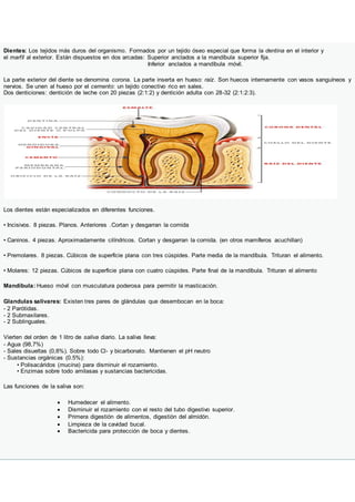 Dientes: Los tejidos más duros del organismo. Formados por un tejido óseo especial que forma la dentina en el interior y
el marfíl al exterior. Están dispuestos en dos arcadas: Superior anclados a la mandíbula superior fija.
Inferior anclados a mandíbula móvil.
La parte exterior del diente se denomina corona. La parte inserta en hueso: raíz. Son huecos internamente con vasos sanguíneos y
nervios. Se unen al hueso por el cemento: un tejido conectivo rico en sales.
Dos denticiones: dentición de leche con 20 piezas (2:1:2) y dentición adulta con 28-32 (2:1:2:3).
Los dientes están especializados en diferentes funciones.
• Incisivos. 8 piezas. Planos. Anteriores .Cortan y desgarran la comida
• Caninos. 4 piezas. Aproximadamente cilíndricos. Cortan y desgarran la comida. (en otros mamíferos acuchillan)
• Premolares. 8 piezas. Cúbicos de superficie plana con tres cúspides. Parte media de la mandíbula. Trituran el alimento.
• Molares: 12 piezas. Cúbicos de superficie plana con cuatro cúspides. Parte final de la mandíbula. Trituran el alimento
Mandíbula: Hueso móvil con musculatura poderosa para permitir la masticación.
Glandulas salivares: Existen tres pares de glándulas que desembocan en la boca:
- 2 Parótidas.
- 2 Submaxilares.
- 2 Sublinguales.
Vierten del orden de 1 litro de saliva diario. La saliva lleva:
- Agua (98,7%)
- Sales disueltas (0,8%). Sobre todo Cl- y bicarbonato. Mantienen el pH neutro
- Sustancias orgánicas (0.5%):
• Polisacáridos (mucina) para disminuir el rozamiento.
• Enzimas sobre todo amilasas y sustancias bactericidas.
Las funciones de la saliva son:
 Humedecer el alimento.
 Disminuir el rozamiento con el resto del tubo digestivo superior.
 Primera digestión de alimentos, digestión del almidón.
 Limpieza de la cavidad bucal.
 Bactericida para protección de boca y dientes.
 