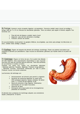 B) Faringe: Conducto común al aparato digestivo y al respiratorio. Comunica cavidad nasal y bucal con esófago y
laringe. Mide de 11 a 14 cm. Mucosa con abundantes glándulas. Tiene una válvula para regular el tránsito: epiglotis. Sus
funciones son:
 Paso del aire de tráquea a cavidad nasal o bucal
 Deglución: paso del bolo alimentario al esófago.
 Fonación: emisión de sonidos.
En sus proximidades se encuentran los ganglios línfáticos, las amígdalas, que sirven para proteger de infecciones en
boca , cavidad nasal, esófago y tráquea.
C) Esófago: Órgano de trasporte del alimento de la faringe al estómago. Posee una potente musculatura que
transporta el alimento por peristaltismo. Capa mucosa con abundantes glándulas que impiden daños en la pared del
esófago.
D) Estómago: Órgano en forma de saco. Es la parte más dilatada
del tubo digestivo. Está especialmente desarrollada la capa muscular
que tiene una capa de músculos oblicuos adicional. Tiene dos esfínteres
en sus extremos: el cardias y el píloro.
Contiene una pared muy rugosa con abundantes glándulas:
- Glándulas gástricas: Tubulares, digestivas. Producen el jugo gástrico.
- Glándulas mucosas: Unicelulares distribuidas por toda la pared.
Producen mucina, con función protectora.
Las funciones del estómago son:
 Almacenamiento del alimento para permitir su digestión.
 Secreción de sustancias digestivas en medio ácido
(HCl) proteasas (pepsina), lipasas, amilasas. Se vierten
entre 1 y 1,5 litros de jugo digestivo al día.
 Mezcla de alimentos y jugo digestivo. Movimientos
estomacales por sus capas musculares.
 Absorción de agua.
 Eliminación de la mayor parte de los microorganismos
presentes en el alimento.
El alimento tras su estancia en el estómago adquiere una consistencia
líquida y blanquecina: El Quimo.
 