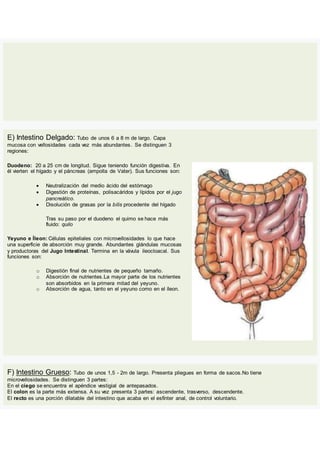 E) Intestino Delgado: Tubo de unos 6 a 8 m de largo. Capa
mucosa con vellosidades cada vez más abundantes. Se distinguen 3
regiones:
Duodeno: 20 a 25 cm de longitud. Sigue teniendo función digestiva. En
él vierten el hígado y el páncreas (ampolla de Vater). Sus funciones son:
 Neutralización del medio ácido del estómago
 Digestión de proteínas, polisacáridos y lípidos por el jugo
pancreático.
 Disolución de grasas por la bilis procedente del hígado
Tras su paso por el duodeno el quimo se hace más
fluido: quilo
Yeyuno e Íleon: Células epiteliales con microvellosidades lo que hace
una superficie de absorción muy grande. Abundantes glándulas mucosas
y productoras del Jugo Intestinal. Termina en la vávula ileocloacal. Sus
funciones son:
o Digestión final de nutrientes de pequeño tamaño.
o Absorción de nutrientes.La mayor parte de los nutrientes
son absorbidos en la primera mitad del yeyuno.
o Absorción de agua, tanto en el yeyuno como en el íleon.
F) Intestino Grueso: Tubo de unos 1,5 - 2m de largo. Presenta pliegues en forma de sacos.No tiene
microvellosidades. Se distinguen 3 partes:
En el ciego se encuentra el apéndice vestigial de antepasados.
El colon es la parte más extensa. A su vez presenta 3 partes: ascendente, trasverso, descendente.
El recto es una porción dilatable del intestino que acaba en el esfínter anal, de control voluntario.
 