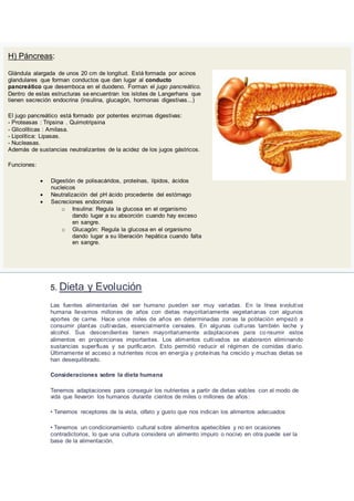 H) Páncreas:
Glándula alargada de unos 20 cm de longitud. Está formada por acinos
glandulares que forman conductos que dan lugar al conducto
pancreático que desemboca en el duodeno. Forman el jugo pancreático.
Dentro de estas estructuras se encuentran los islotes de Langerhans que
tienen secreción endocrina (insulina, glucagón, hormonas digestivas...)
El jugo pancreático está formado por potentes enzimas digestivas:
- Proteasas : Tripsina . Quimotripsina
- Glicolíticas : Amilasa.
- Lipolítica: Lipasas.
- Nucleasas.
Además de sustancias neutralizantes de la acidez de los jugos gástricos.
Funciones:
 Digestión de polisacáridos, proteínas, lípidos, ácidos
nucleicos
 Neutralización del pH ácido procedente del estómago
 Secreciones endocrinas
o Insulina: Regula la glucosa en el organismo
dando lugar a su absorción cuando hay exceso
en sangre.
o Glucagón: Regula la glucosa en el organismo
dando lugar a su liberación hepática cuando falta
en sangre.
5. Dieta y Evolución
Las fuentes alimentarias del ser humano pueden ser muy variadas. En la línea evolutiva
humana llevamos millones de años con dietas mayoritariamente vegetarianas con algunos
aportes de carne. Hace unos miles de años en determinadas zonas la población empezó a
consumir plantas cultivadas, esencialmente cereales. En algunas culturas también leche y
alcohol. Sus descendientes tienen mayoritariamente adaptaciones para co nsumir estos
alimentos en proporciones importantes. Los alimentos cultivados se elaboraron eliminando
sustancias superfluas y se purificaron. Esto permitió reducir el régimen de comidas diario.
Últimamente el acceso a nutrientes ricos en energía y proteínas ha crecido y muchas dietas se
han desequilibrado.
Consideraciones sobre la dieta humana
Tenemos adaptaciones para conseguir los nutrientes a partir de dietas viables con el modo de
vida que llevaron los humanos durante cientos de miles o millones de años:
• Tenemos receptores de la vista, olfato y gusto que nos indican los alimentos adecuados
• Tenemos un condicionamiento cultural sobre alimentos apetecibles y no en ocasiones
contradictorios, lo que una cultura considera un alimento impuro o nocivo en otra puede ser la
base de la alimentación.
 