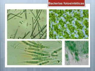Bacterias fotosintéticas
 