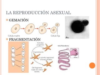 LA REPRODUCCIÓN ASEXUAL
 GEMACIÓN
 FRAGMENTACIÓN
 