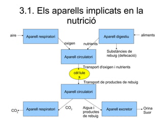 3.1. Els aparells implicats en la
nutrició
Aparell respiratori Aparell digestiu
Aparell circulatori
Aparell circulatori
Aparell respiratori Aparell excretor
cèl·lule
s
aire
oxigen nutrients
aliments
Substàncies de
rebuig (defecació)
Transport d'oxigen i nutrients
Transport de productes de rebuig
CO2
CO2
Aigua i
productes
de rebuig
Orina
Suor
 