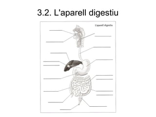 3.2. L'aparell digestiu
 