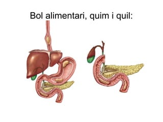 Bol alimentari, quim i quil:
 