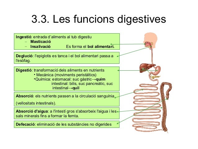 Resultado de imagen de DIGESTIO QUIM QUIL