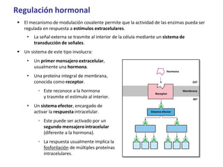 Regulación hormonal
 El mecanismo de modulación covalente permite que la actividad de las enzimas pueda ser
regulada en respuesta a estímulos extracelulares.
• La señal externa se trasmite al interior de la célula mediante un sistema de
transducción de señales.
 Un sistema de este tipo involucra:
• Un primer mensajero extracelular,
usualmente una hormona.
• Una proteína integral de membrana,
conocida como receptor.
◦ Este reconoce a la hormona
y trasmite el estimulo al interior.
• Un sistema efector, encargado de
activar la respuesta intracelular.
◦ Este puede ser activado por un
segundo mensajero intracelular
(diferente a la hormona).
◦ La respuesta usualmente implica la
fosforilación de múltiples proteínas
intracelulares.
Receptor
Hormona
Membrana
EXT
INT
Sistema efector
 