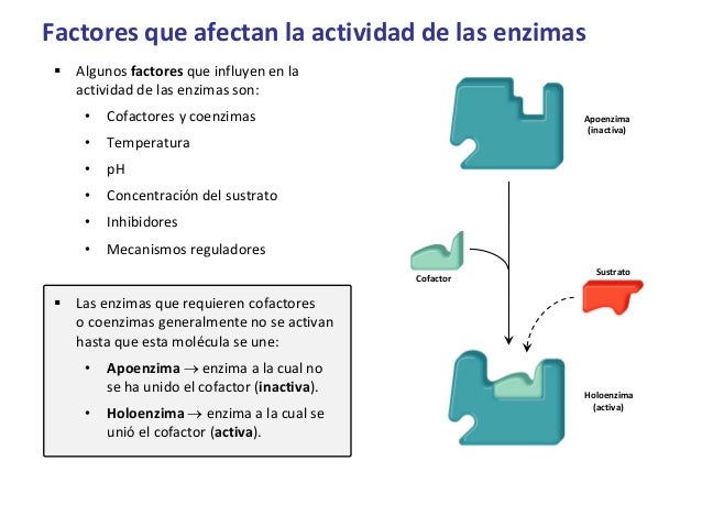 Funciones De Las Enzimas