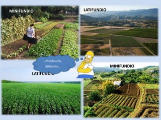 LATIFUNDIO
LATIFUNDIO
MINIFUNDIO
MINIFUNDIO
…Minifundio,
latifundio…
 