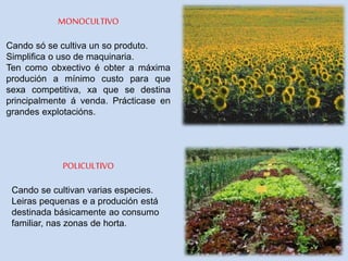 MONOCULTIVO
Cando só se cultiva un so produto.
Simplifica o uso de maquinaria.
Ten como obxectivo é obter a máxima
produción a mínimo custo para que
sexa competitiva, xa que se destina
principalmente á venda. Prácticase en
grandes explotacións.
POLICULTIVO
Cando se cultivan varias especies.
Leiras pequenas e a produción está
destinada básicamente ao consumo
familiar, nas zonas de horta.
 