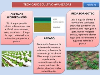 TÉCNICAS DE CULTIVO AVANZADAS
CULTIVOS
HIDROPÓNICOS
Técnica que permite
cultivar sobre un sustrato
artificial: casca de arroz,
area, serraduras… A auga
da rega contén todos os
nutrientes que precisa a
planta.
AREADO
Botar unha fina capa de
esterco sobre o solo e
sobre ela, unha capa de
area máis grosa. A area
flitra a auga e quéntase
rapidamente,
transmitindo a calor ás
capas inferiores. As
plantas absorben mellor
os fertilizantes.
REGA POR GOTEO
Leva a auga ás plantas a
través duns conductos
pechados que teñen uns
goteiros para regar gota a
gota. Non se malgasta
enerxía, e permite aforrar
auga, pois so suministra a
auga que necesita a
planta.
Páxina 76
 