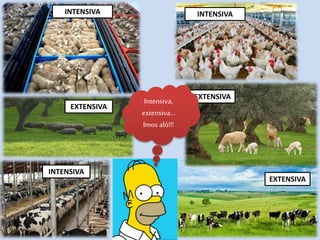 INTENSIVA
INTENSIVAINTENSIVA
EXTENSIVA
EXTENSIVA
EXTENSIVA
Intensiva,
extensiva…
Imos aló!!!
 