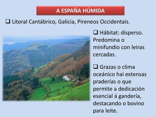 A ESPAÑA HÚMIDA
 Hábitat: disperso.
Predomina o
minifundio con leiras
cercadas.
 Grazas o clima
oceánico hai extensas
praderías o que
permite a dedicación
esencial á gandería,
destacando o bovino
para leite.
 Litoral Cantábrico, Galicia, Pireneos Occidentais.
 