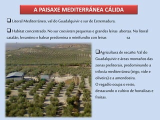 A PAISAXE MEDITERRÁNEA CÁLIDA
Litoral Mediterráneo, val do Guadalquivir e surde Estremadura.
Agricultura de secaño:Val do
Guadalquivir e áreas montaños das
zonasprelitorais, predominando a
triloxía mediterránea (trigo, vide e
oliveira) e a amendoeira.
O regadío ocupa o resto,
destacando o cultivo dehortalizas e
froitas.
Habitat concentrado. No sur coexisten pequenas e grandesleiras abertas. No litoral
catalán, levantino e balear predomina o minifundio con leiras sa
cercadas.
 