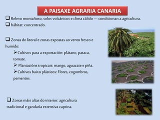 A PAISAXE AGRARIA CANARIA
Relevo montañoso, solos volcánicos e clima cálido --- condicionan a agricultura.
hábitat: concentrado.
Zonas dolitoral e zonas expostas ao vento fresco e
humido:
Cultivos para a exportación: plátano, pataca,
tomate.
 Plantacións tropicais: mango, aguacateepiña.
Cultivos baixo plásticos: Flores, cogombros,
pementos.
Zonas máis altas do interior: agricultura
tradicional egandaría extensiva caprina.
 