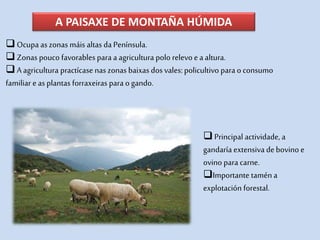 A PAISAXE DE MONTAÑA HÚMIDA
Ocupa as zonas máis altas da Península.
Zonas pouco favorables para a agricultura polo relevoea altura.
A agricultura practícase nas zonas baixas dos vales: policultivo para o consumo
familiar e as plantas forraxeiras para ogando.
Principal actividade, a
gandaría extensiva de bovino e
ovino para carne.
Importante tamén a
explotación forestal.
 