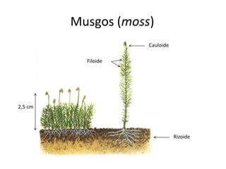 Tema 3 . las plantas - copia | PDF