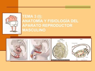 TEMA 3 (I):
ANATOMÍA Y FISIOLOGÍA DEL
APARATO REPRODUCTOR
MASCULINO
 