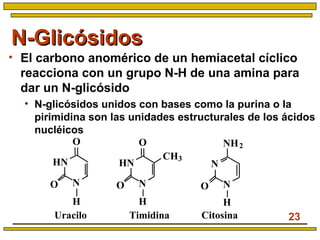 23
N-GlicósidosN-Glicósidos
• El carbono anomérico de un hemiacetal cíclico
reacciona con un grupo N-H de una amina para
dar un N-glicósido
• N-glicósidos unidos con bases como la purina o la
pirimidina son las unidades estructurales de los ácidos
nucléicos
HN
N
O
O
H
N
N
NH2
O
H
HN
N
O
O
H
CH3
Uracilo Timidina Citosina
 