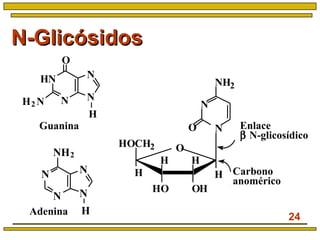 24
N-GlicósidosN-Glicósidos
N
N N
N
NH2
HAdenina
Carbono
anomérico
H
H
H
OHOCH2
HO OH
NH2
O
N
N
H
HN
N N
N
O
H
H2 N
Guanina Enlace
β N-glicosídico
 