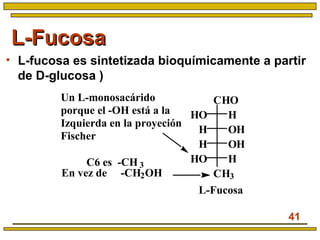 41
L-FucosaL-Fucosa
• L-fucosa es sintetizada bioquímicamente a partir
de D-glucosa )
CHO
OH
CH3
HHO
OHH
H
HHO
Un L-monosacárido
porque el -OH está a la
Izquierda en la proyeción
Fischer
En vez de -CH2OH
C6 es -CH 3
L-Fucosa
 