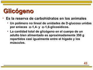 43
GlicógenoGlicógeno
• Es la reserva de carbohidratos en los animales
• Un polímero no lineal de unidades de D-glucosa unidas
por enlaces α-1,4- y α-1,6-glicosídicos.
• La cantidad total de glicógeno en el cuerpo de un
adulto bien alimentado es aproximadamente 350 g
repartidos casi igualmente entre el hígado y los
músculos.
 