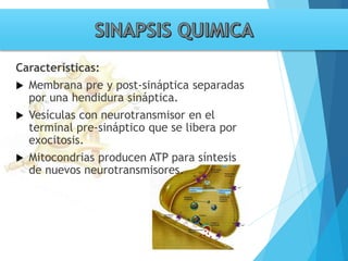 Tema 3. sinapsis. prof agni garcia