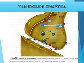 Tema 3. sinapsis. prof agni garcia