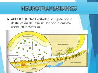 Tema 3. sinapsis. prof agni garcia