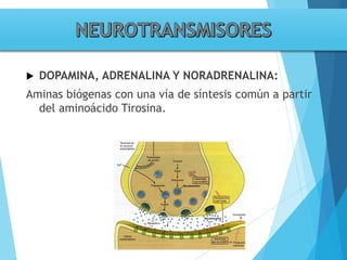 Tema 3. sinapsis. prof agni garcia