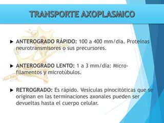 Tema 3. sinapsis. prof agni garcia