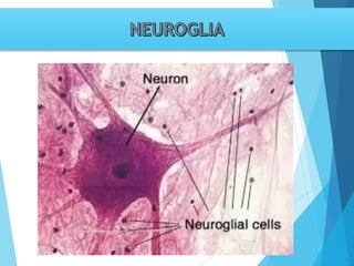 Tema 3. sinapsis. prof agni garcia