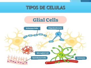 Tema 3. sinapsis. prof agni garcia