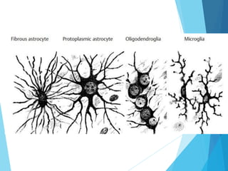 Tema 3. sinapsis. prof agni garcia