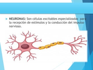 Tema 3. sinapsis. prof agni garcia