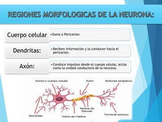 Tema 3. sinapsis. prof agni garcia