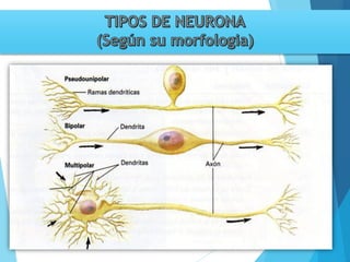 Tema 3. sinapsis. prof agni garcia
