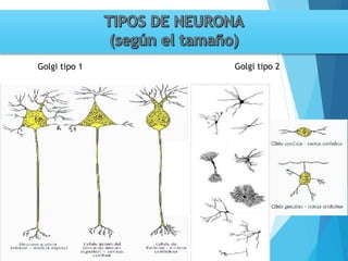Tema 3. sinapsis. prof agni garcia