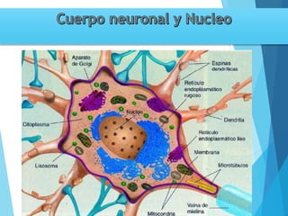 Tema 3. sinapsis. prof agni garcia