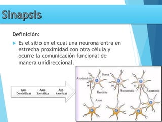 Tema 3. sinapsis. prof agni garcia