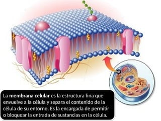La membrana celular es la estructura fina que
envuelve a la célula y separa el contenido de la
célula de su entorno. Es la encargada de permitir
o bloquear la entrada de sustancias en la célula.
 