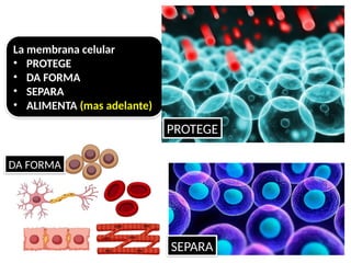 La membrana celular
• PROTEGE
• DA FORMA
• SEPARA
• ALIMENTA (mas adelante)
PROTEGE
DA FORMA
SEPARA
 