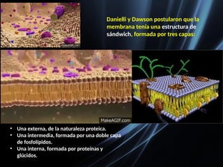 Danielli y Dawson postularon que la
membrana tenía una estructura de
sándwich, formada por tres capas:
• Una externa, de la naturaleza proteica.
• Una intermedia, formada por una doble capa
de fosfolípidos.
• Una interna, formada por proteínas y
glúcidos.
 