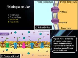 El paso de las moléculas
de ciertas sustancias a
través de la membrana,
depende de la estructura
tamaño y carga eléctrica
de las moléculas,
Fisiología celular
a) Selectividad
b) Permeabilidad
c) Pinocitosis
d) Fagocitosis
a) Selectividad
b) Permeabilidad
 