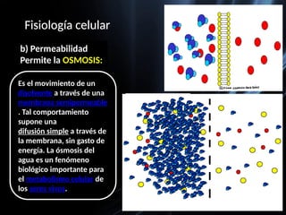 Fisiología celular
a) Selectividad
b) Permeabilidad
Permite la OSMOSIS:
Es el movimiento de un
disolvente a través de una
membrana semipermeable
. Tal comportamiento
supone una
difusión simple a través de
la membrana, sin gasto de
energía. La ósmosis del
agua es un fenómeno
biológico importante para
el metabolismo celular de
los seres vivos.
 