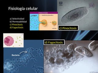 Fisiología celular
a) Selectividad
b) Permeabilidad
c) Pinocitosis
d) Fagocitosis
d) Fagocitosis
c) Pinocitosis
 